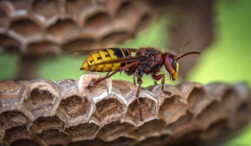 Yellow Jacket Nest