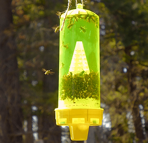 Yellow Jacket Trap