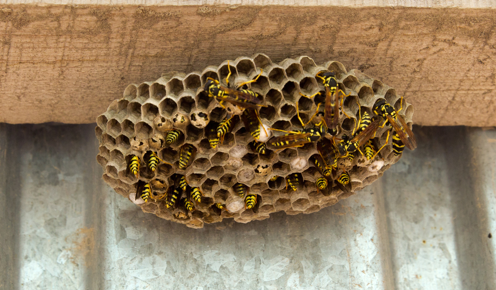 Paper Wasp Nest in awning