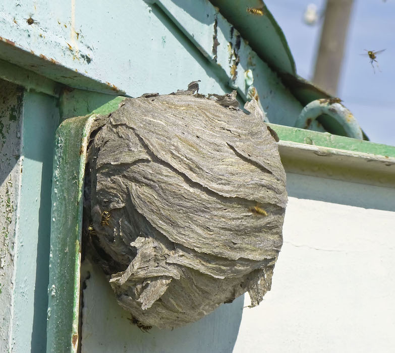 How to destroy wasp nests