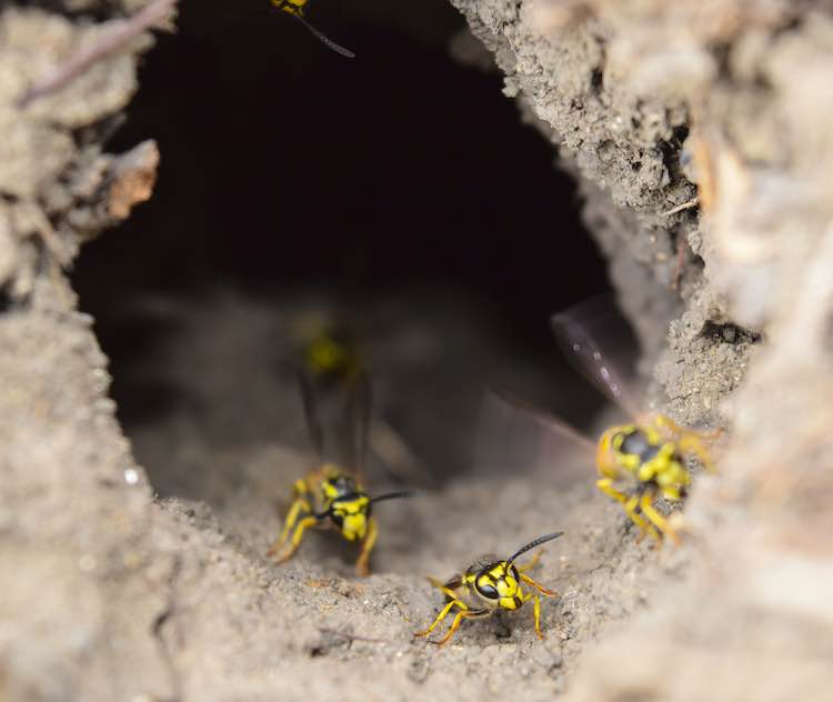 yellow wasp nest